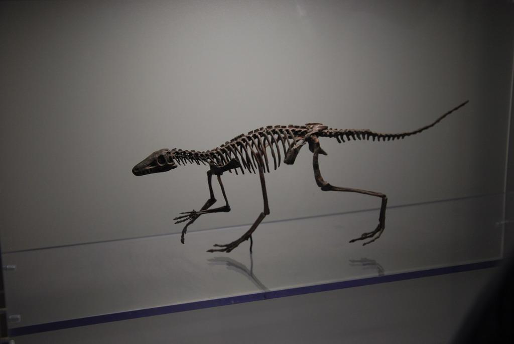 Dinosaur