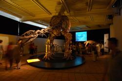 Dinosaur exhibition