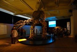 Dinosaur exhibition