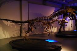 Dinosaur exhibition