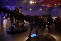 Dinosaur exhibition