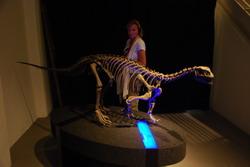 Dinosaur exhibition