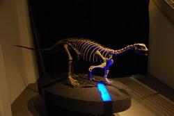 Dinosaur exhibition