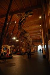 Dinosaur exhibition