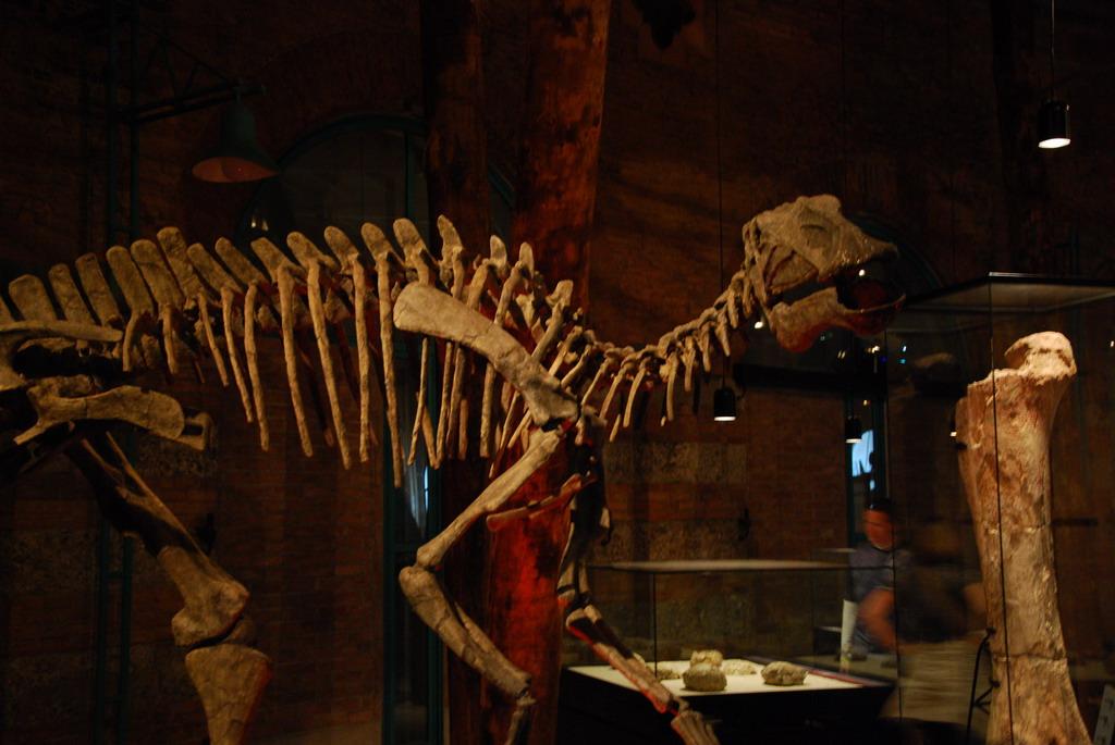Dinosaur