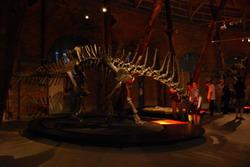 Dinosaur exhibition