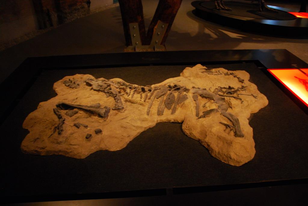Dinosaur