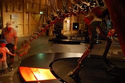 Dinosaur exhibition