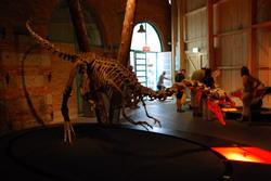 Dinosaur exhibition