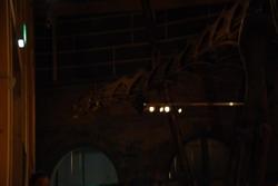 Dinosaur exhibition