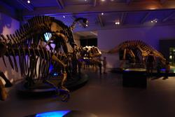 Dinosaur exhibition