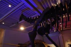 Dinosaur exhibition